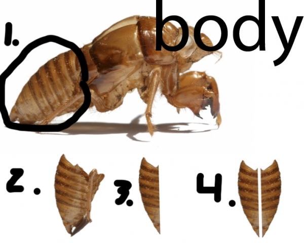 Creation of Robot fly! (updated): Step 7